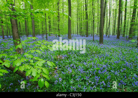 Hasengloeckchen, Scilla non-Scripta, Endymion Nonscriptus, gemeinsame Bluebell Stockfoto