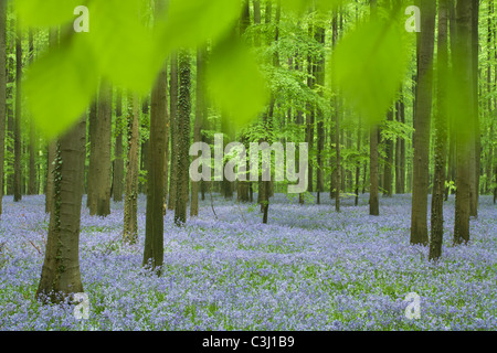 Hasengloeckchen, Scilla non-Scripta, Endymion Nonscriptus, gemeinsame Bluebell Stockfoto