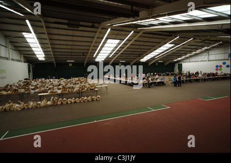 Alternative Stimmenauszählung, Liverpool England UK. Volksabstimmung am 5. Mai 2011 Stockfoto