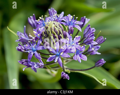 Scilla Peruviana (Portugues Blaustern, kubanische Lily) Stockfoto