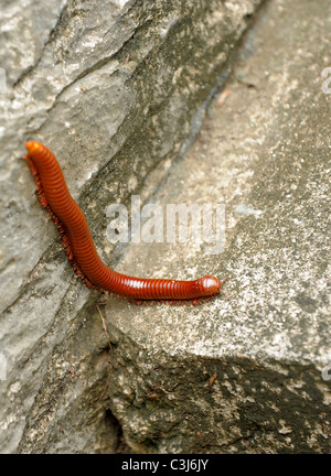 Tausendfüßler, die auf der Suche nach Schatten, Koh Sichang Insel, Insel in der Nähe von Chonburi, Thailand Stockfoto