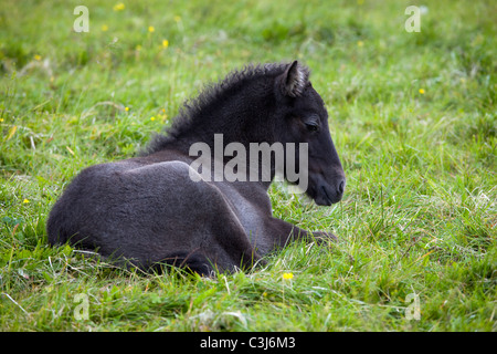 Original Islandpferde in Island Stockfoto