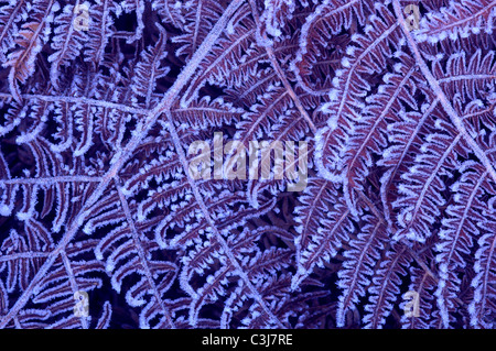 Frost auf Bracken Wedel Dorset, UK Dezember 2008 Stockfoto