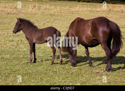 Original Islandpferde in Island Stockfoto