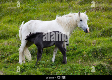 Original Islandpferde in Island Stockfoto