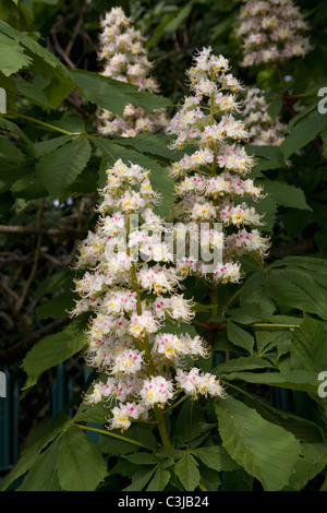Rosskastanie Baum Blumen Stockfoto