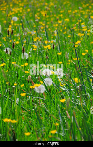 Löwenzahn Samen Kopf Rasen. Stockfoto