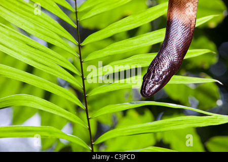 Eine Jagd-Schlange in einer tropischen Palme in den Daintree Rainforest, Queensland, Australien. Stockfoto