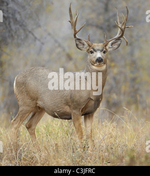 Majestätische Mule Deer buck Nahaufnahme. Stockfoto