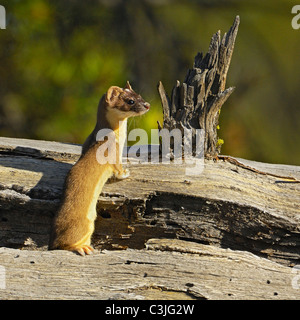 Long-tailed Wiesel am gefällten Baum Stockfoto