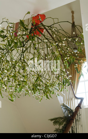 Große Haufen der Mistel, die über eine Treppe hing Stockfoto