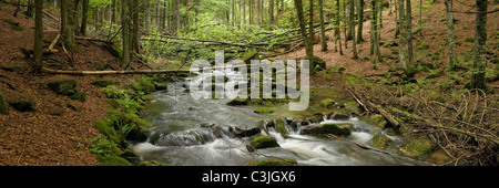 Bach Im Nationalpark Bayerischer Wald, Creek im Nationalpark Bayerischer Wald, Deutschland, Deutschland Stockfoto