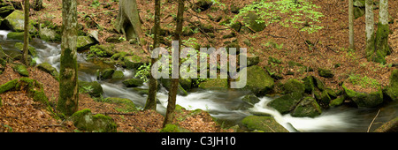 Bach Im Nationalpark Bayerischer Wald, Creek im Nationalpark Bayerischer Wald, Deutschland, Deutschland Stockfoto