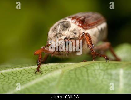 Ein Maikäfer Käfer oder möglicherweise Fehler - Melolontha Melolontha, auf einem Blatt. Stockfoto