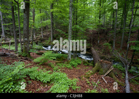 Bach Im Nationalpark Bayerischer Wald, Creek im Nationalpark Bayerischer Wald, Deutschland, Deutschland Stockfoto