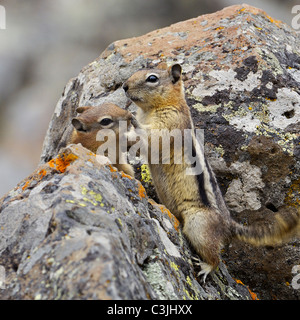 Golden-Jaguaren Erdhörnchen spielen und lieben. Stockfoto