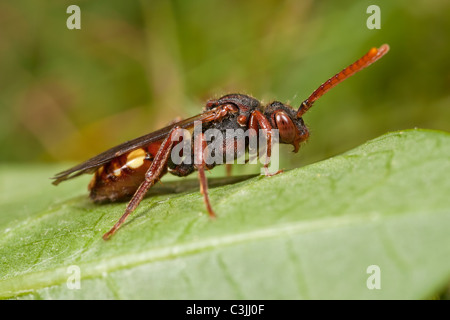 Kuckuck Bee - weibliche Nomada Hirtipes, ruht auf einem Blatt. Stockfoto