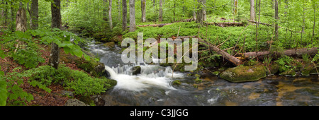 Bach Im Nationalpark Bayerischer Wald, Creek im Nationalpark Bayerischer Wald, Deutschland, Deutschland Stockfoto