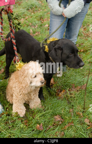 Ein amerikanischer Cockerspaniel und schwarzer labrador Stockfoto