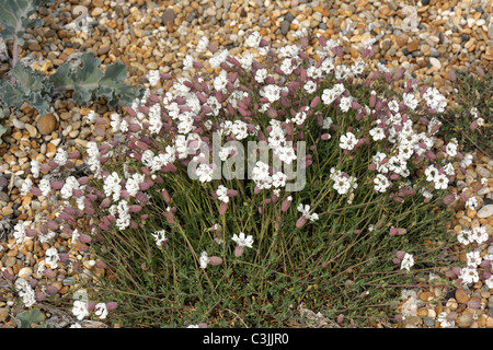 Büschel von Meer Campion (Silene Maritima) blühend am Kiesstrand am Chesil Beach in Dorset Stockfoto