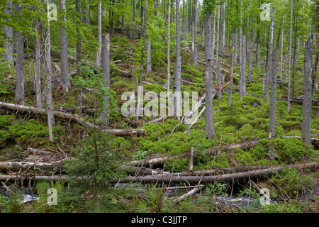 Waldneubildung Nach Borkenkaeferangriff, Borkenkäfer, angreifen, Nationalpark Bayerischer Wald, Bayerischer Wald Nationalpark Stockfoto