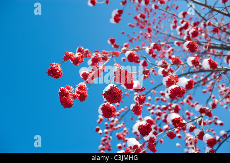 Vogelbeeren mit Schnee bedeckt Stockfoto
