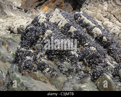 Miesmuscheln (Mytilus Edulis) Kolonien in der Gezeitenzone auf Felsen an der Sandymoth Bay, Cornwall Stockfoto