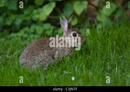 Wildkannichen, Oryctolagus Cuniculus, Wildkaninchen Stockfoto