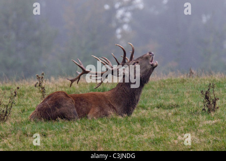 Rothirsch Waehrend der Brunft, Cervus Elaphus, Rothirsch, Männlich, Spurrinnen Stockfoto
