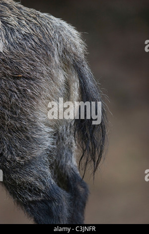 Wildschwein, Detail, Sus Srofa, Wildschwein Stockfoto