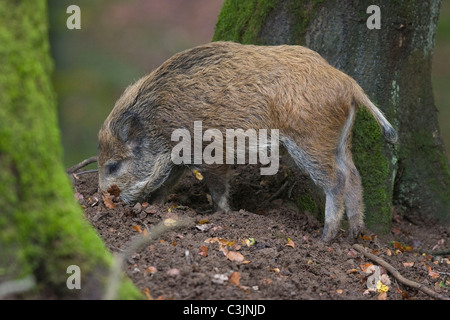 Wildschwein, Sus Srofa, Wildschwein Stockfoto