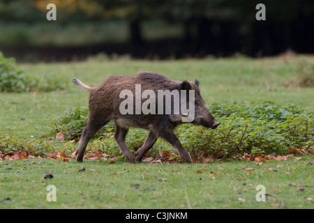 Wildschwein, Sus Srofa, wilde boa Stockfoto