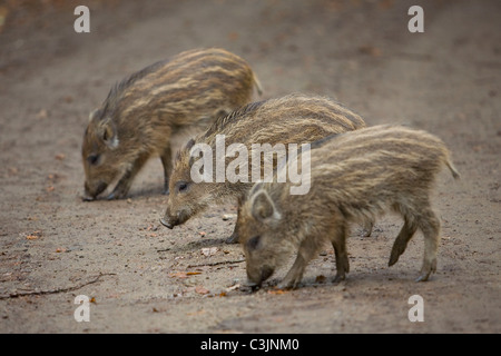 Wildschweine, Frischlinge, Sus Srofa, Wildschwein-Ferkel Stockfoto