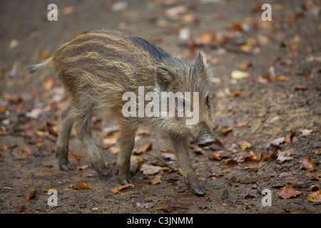 Wildschwein, Frischling, Sus Srofa, Wildschwein-Ferkel Stockfoto