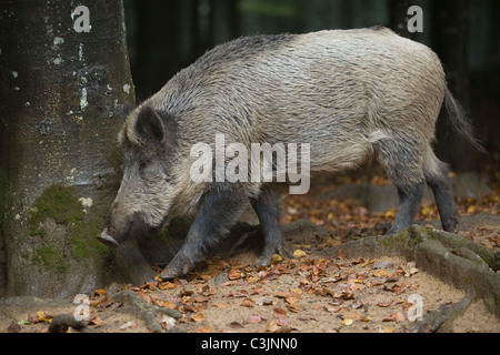 Wildschwein, Sus Srofa, Wildschwein Stockfoto