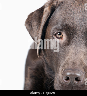 Studio-Porträt des Hundes Stockfoto