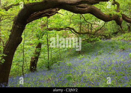 Bluebell Wald, Cheshire, UK. Stockfoto