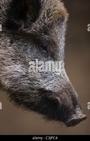 Detail, Kopf, Seitlich, Wildschwein, Sus Srofa, Wildschwein, Kopf, seitlich Stockfoto