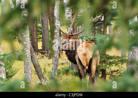 Kanada, Alberta, Elch in Jasper Nationalpark Stockfoto