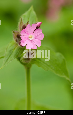 Rote Campion (Silene Dioica), Cheshire, UK. Stockfoto