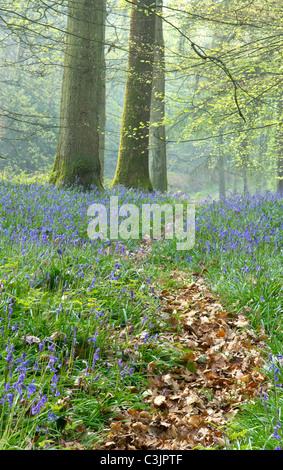 Glockenblumen in den Forest of Dean Gloucestershire UK Stockfoto