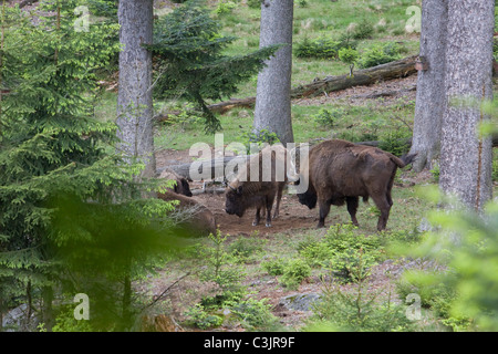 Wisent, Bison Bonasus, NP Bayerischer Wald, Bayerischer Wald Nationalpark Stockfoto