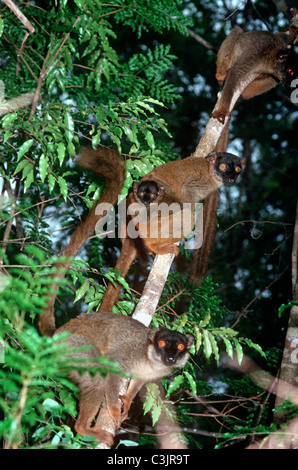 Gemeinsamen braune Lemur (Eulemur Fulvus Fulvus: Lemuridae) Gruppe einschließlich weiblich mit ihrem Baby in tropischen Trockenwald, Madagascar Stockfoto