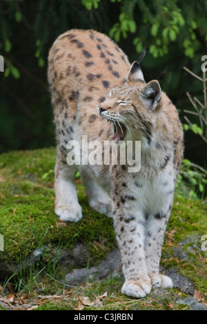 Luchs, Felis Lynx Lynx, NP Bayerischer Wald, Nationalpark Bayerischer Wald Stockfoto