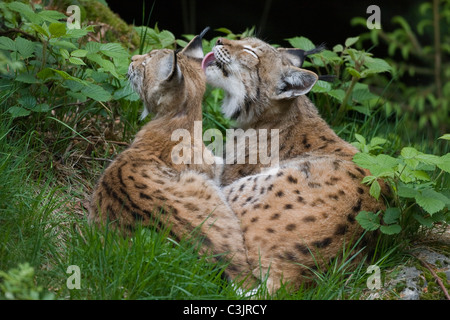 Luchs Mit Ein Jaehrigem Jungtier, Felis Lynx, Lyx mit einjähriger Junge, NP Bayerischer Wald, Bayerischer Wald-Nationalpark Stockfoto