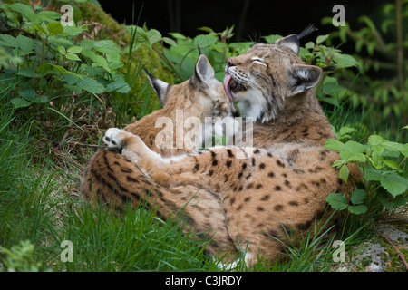 Luchs Mit Ein Jaehrigem Jungtier, Felis Lynx, Lyx mit einjähriger Junge, NP Bayerischer Wald, Bayerischer Wald-Nationalpark Stockfoto