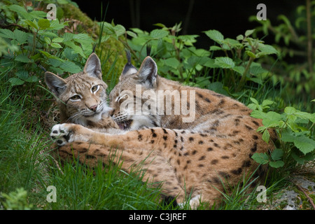 Luchs Mit Ein Jaehrigem Jungtier, Felis Lynx, Lyx mit einjähriger Junge, NP Bayerischer Wald, Bayerischer Wald-Nationalpark Stockfoto