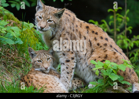 Luchs Mit Ein Jaehrigem Jungtier, Felis Lynx, Lyx mit einjähriger Junge, NP Bayerischer Wald, Bayerischer Wald-Nationalpark Stockfoto