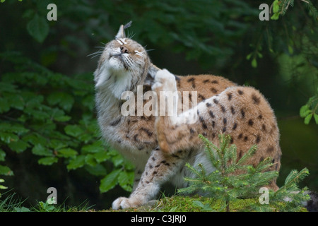 Luchs, Felis Lynx Lynx, NP Bayerischer Wald, Nationalpark Bayerischer Wald Stockfoto