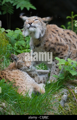 Luchs Mit Ein Jaehrigem Jungtier, Felis Lynx, Lyx mit einjähriger Junge, NP Bayerischer Wald, Bayerischer Wald-Nationalpark Stockfoto